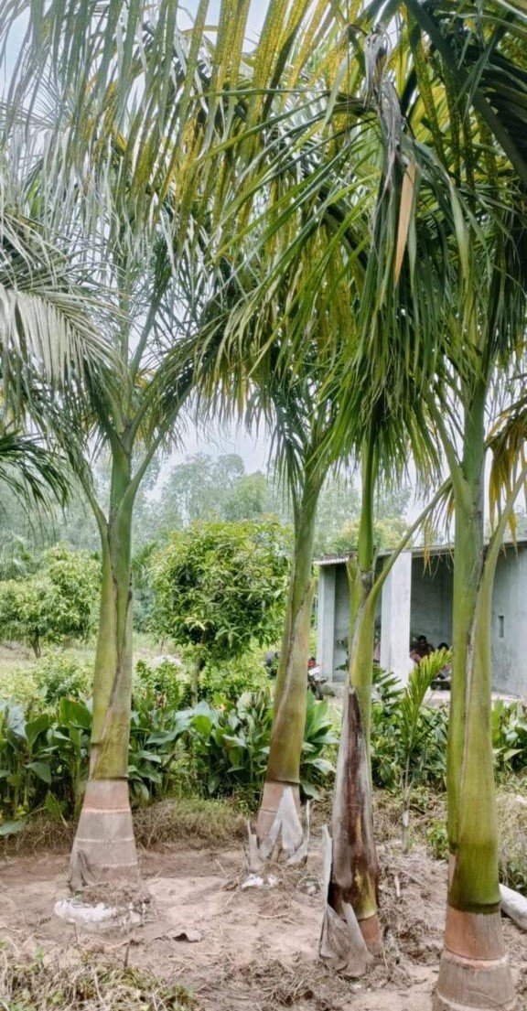 Big tree plants by Total Green Solutions